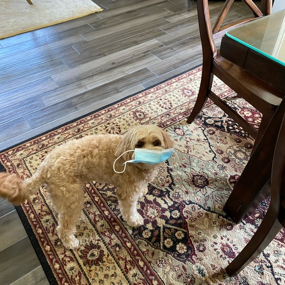 Meet your Posher, Deborah - Picture 14 of 14